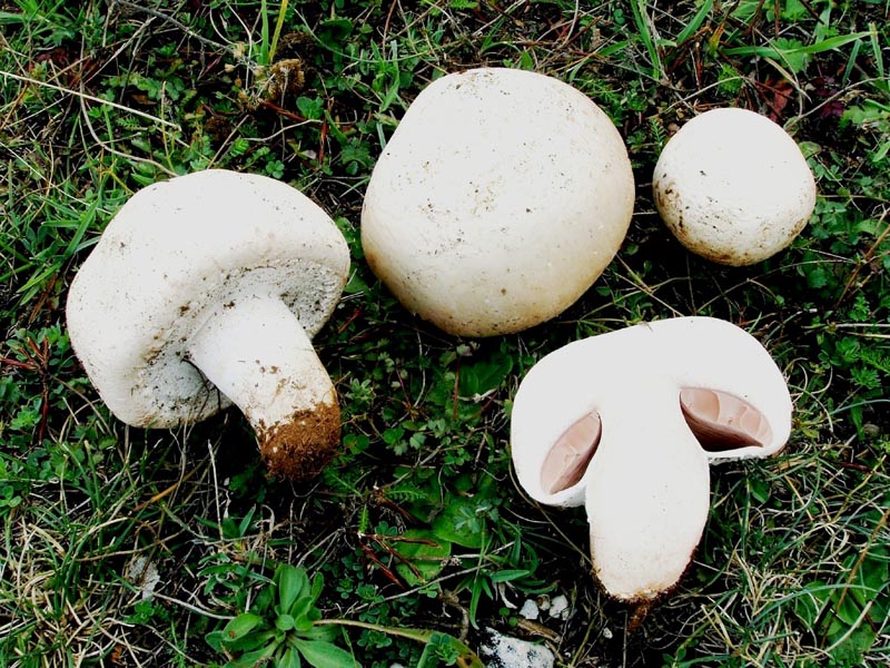 un MIX   per gli appassionati del Genere Agaricus